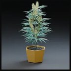WEED WEST